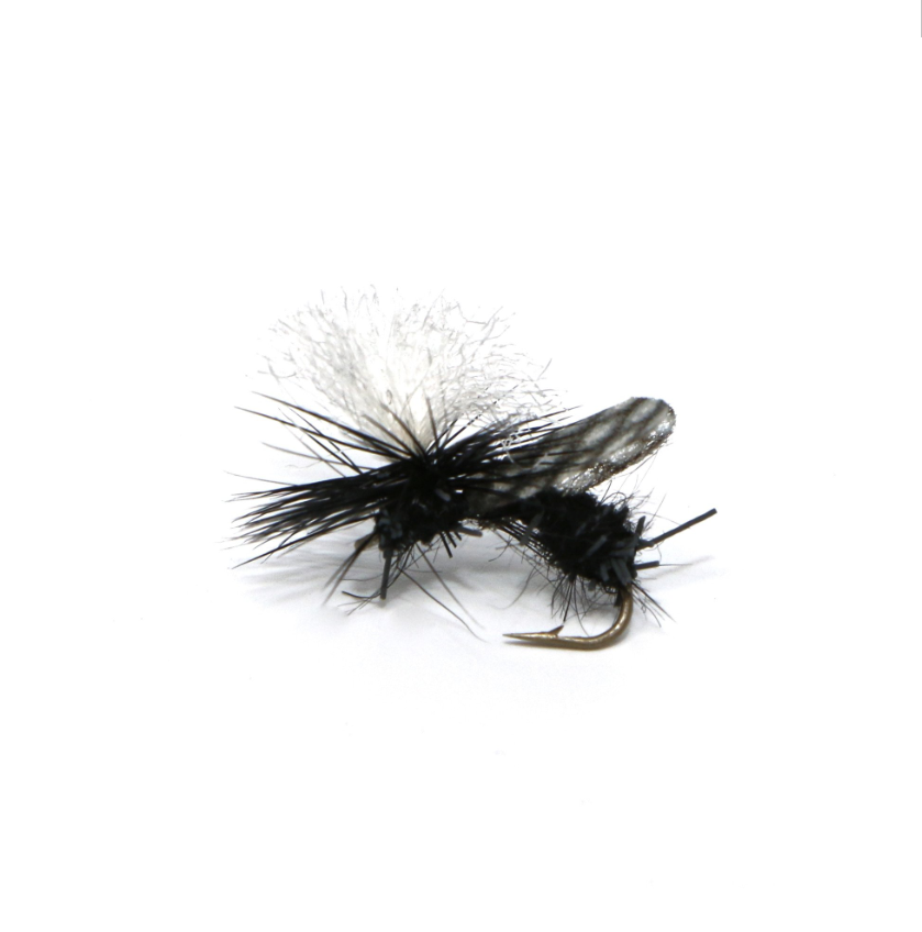 Goulds Half Down Black Ant: https://ironbowflyshop.ca/products/goulds-half-down-black-ant