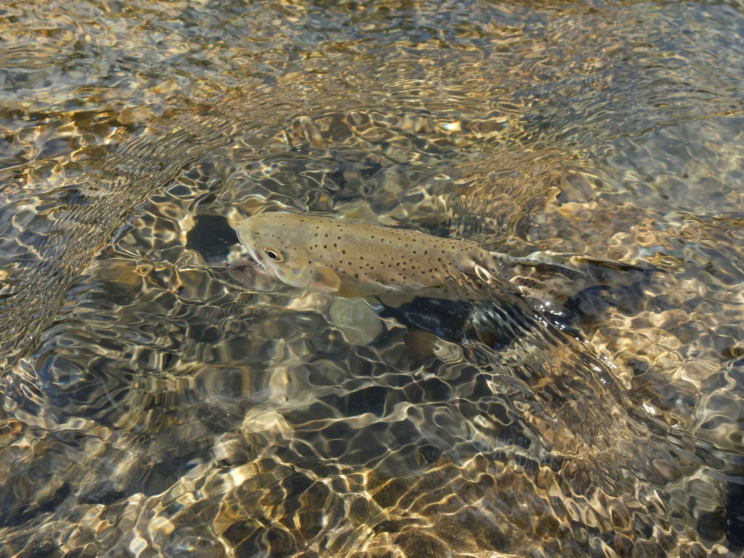 Fish on!