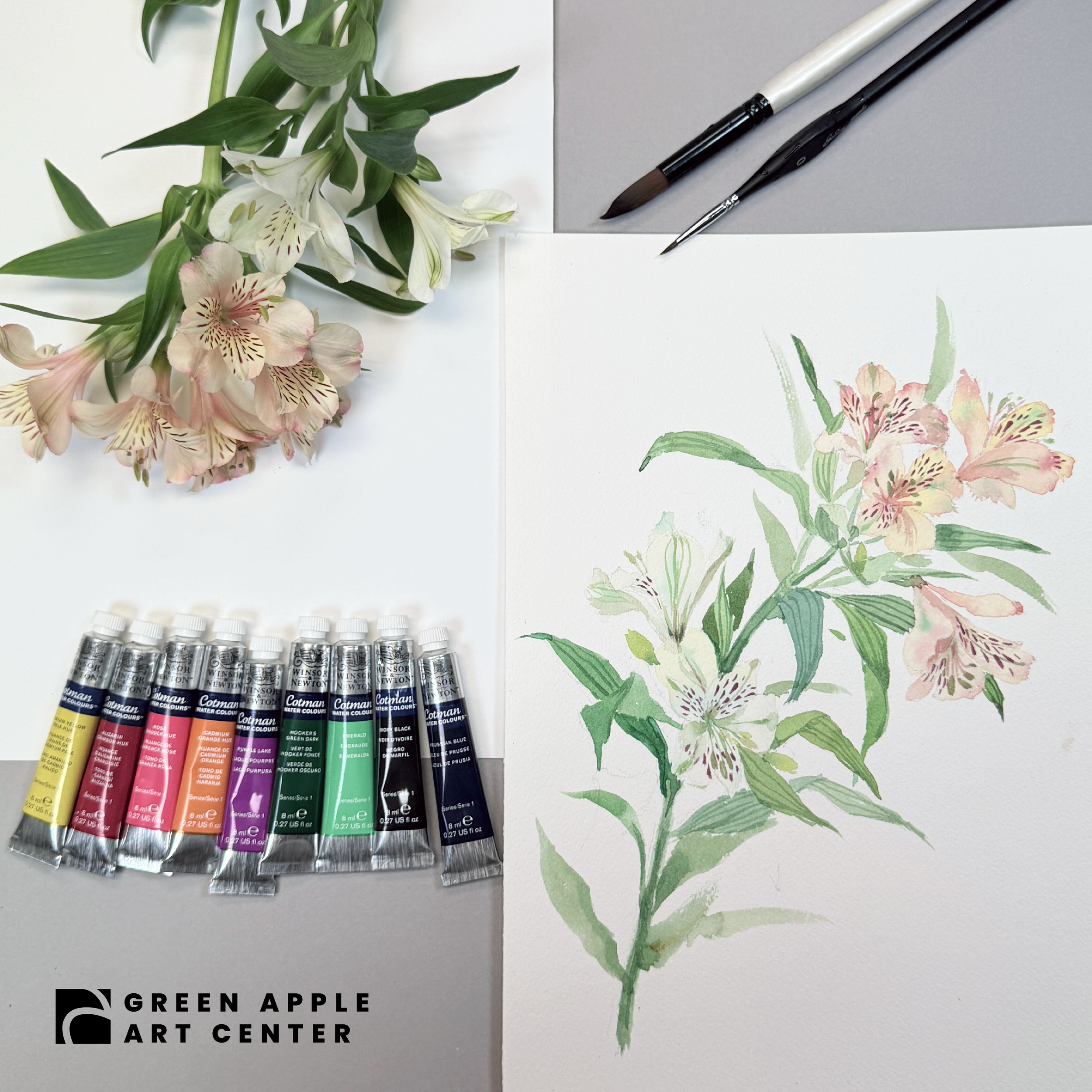 Peruvian Lily-tb1.png