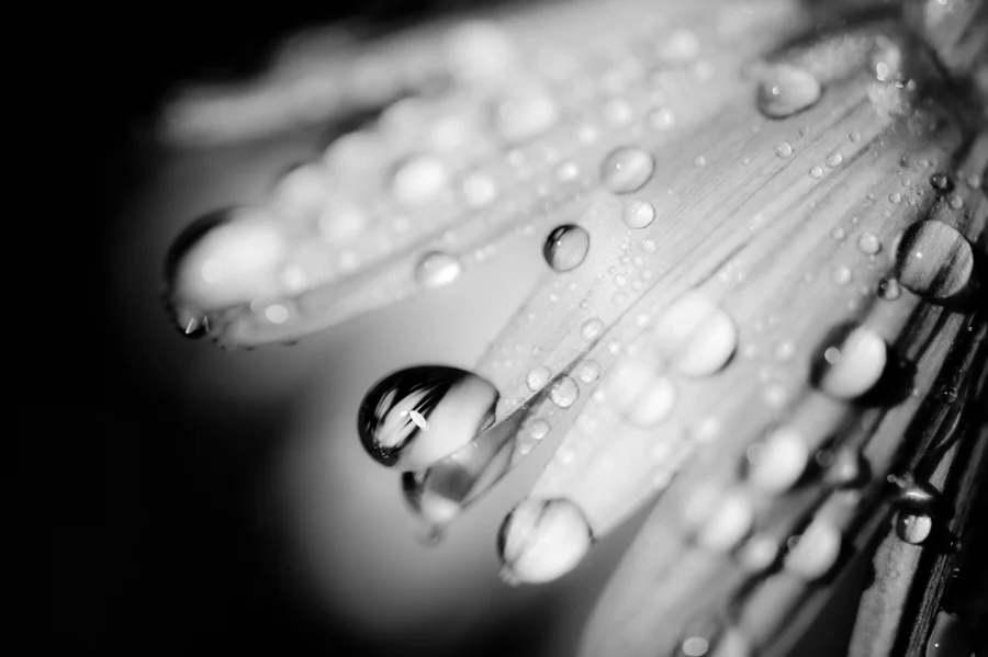 Susan Winn, Capturing a Smaller World
