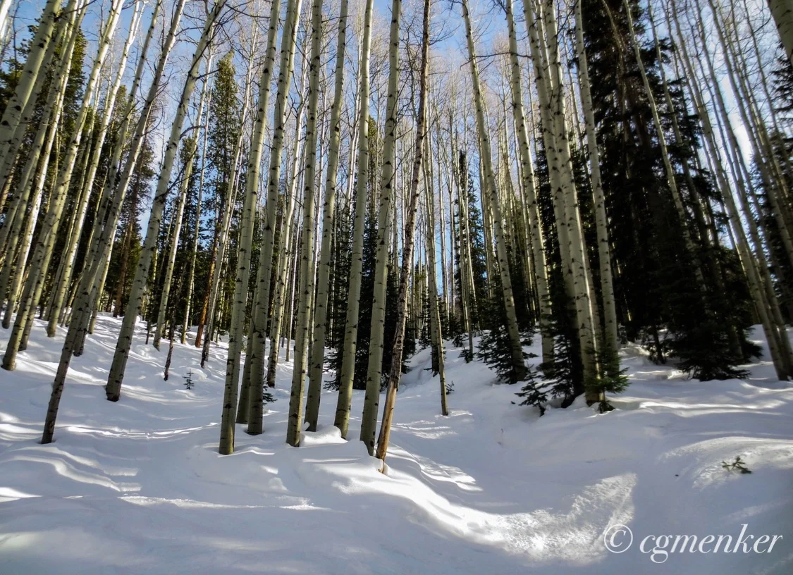 ASPEN TREES