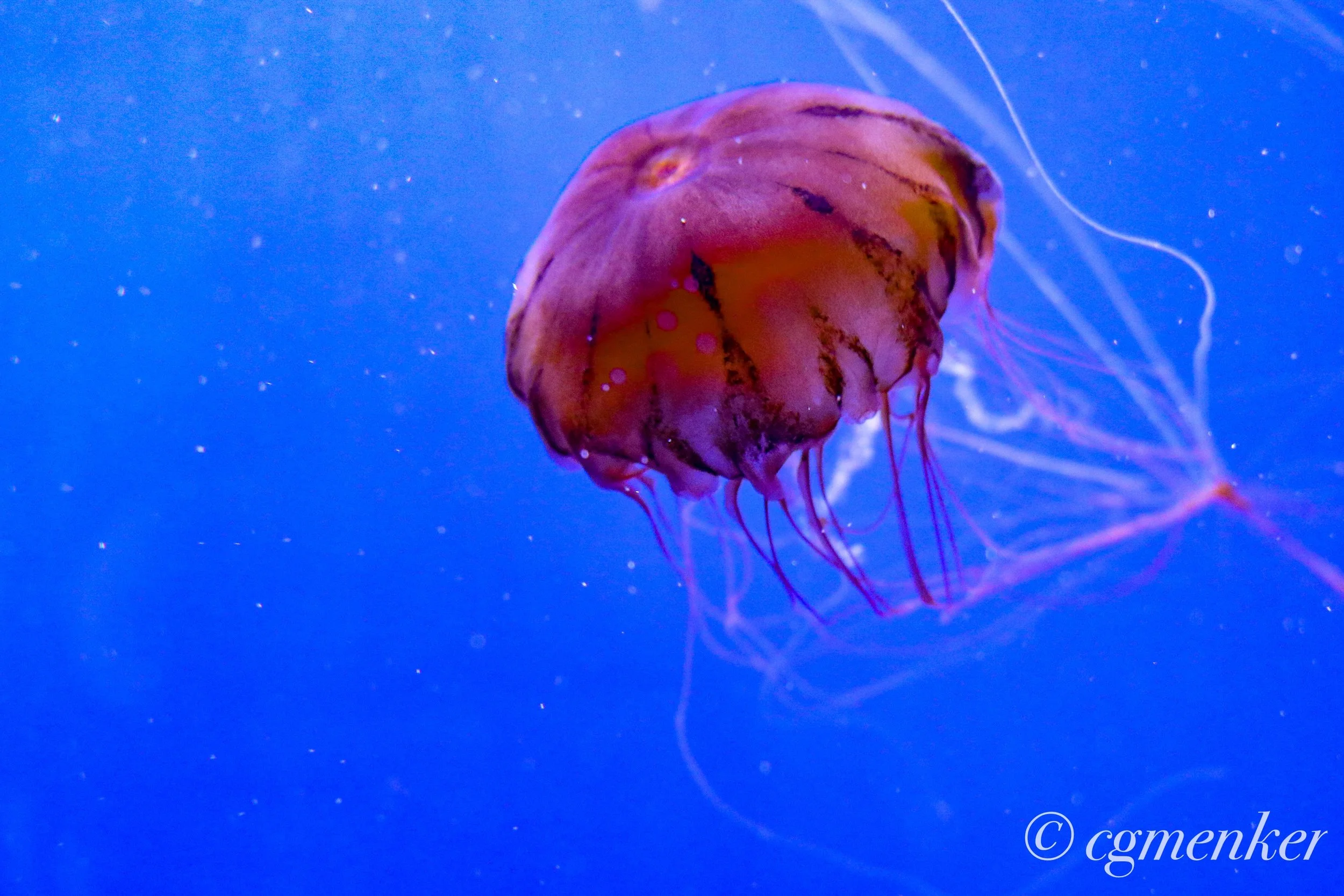JELLYFISH