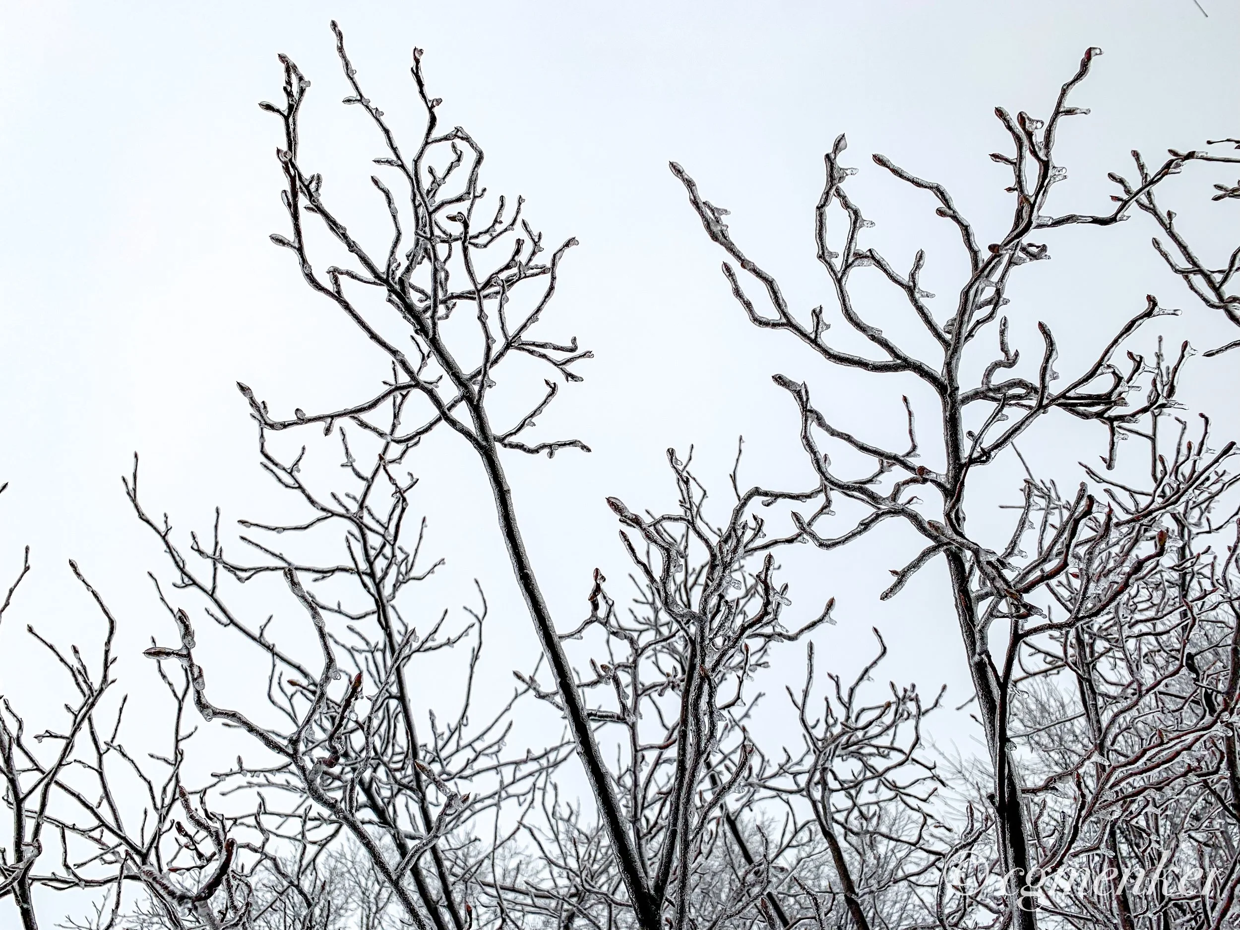 ICE BRANCHES