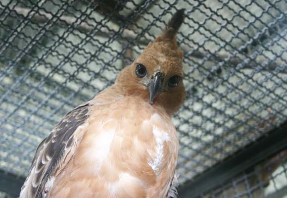 Indonesia’s national bird – the Javan Hawk-eagle – is one of those most at risk © Chris R Shepherd / TRAFFIC