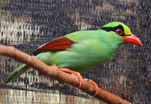Conservation breeding is the focus for efforts to save the Javan Green-magpie © Chester Zoo