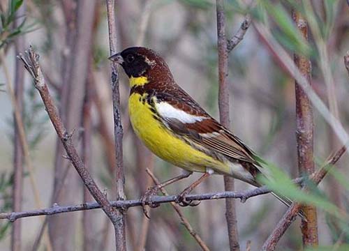 Male Yellow-breasted Bunting © G. Amarkhuu