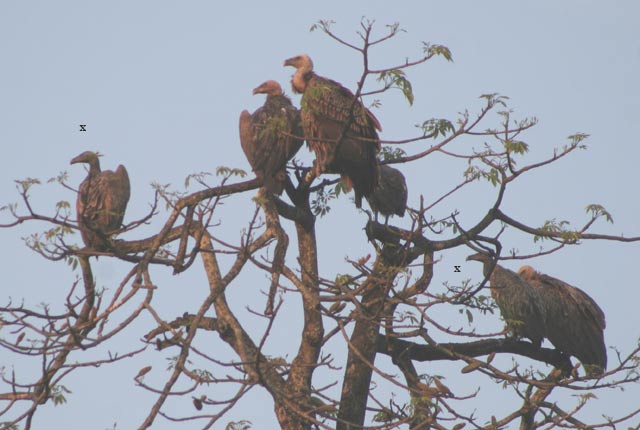 Slender-billed Vultures, Assam (c) James Eaton / Birdtour Asia