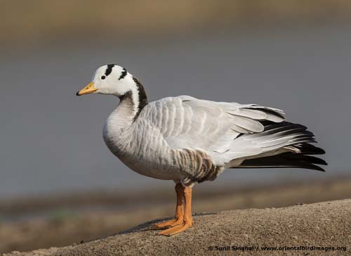 The 100,000th image on OBI: Bar-headed Goose at Chambal Wildlife Sanctuary, Dholpur, Rajasthan, India. (c) Sunil Singhal.