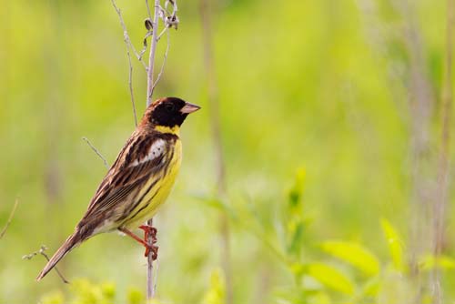 Yellow-breasted Bunting male on the breeding grounds © Ulrich Schuster / Amur Bird Project