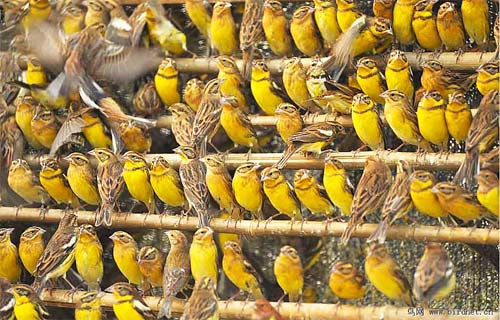 Yellow-breasted Buntings are trapped in huge numbers to be sold as snacks © Huang Qiusheng