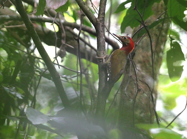 Red-collared Woodpecker is a Cuc Phuong speciality. We searched hard for it but never found one. I later read that it is often seen feeding very low on tree trunks so perhaps we walked right past one… (Photo: János Oláh).