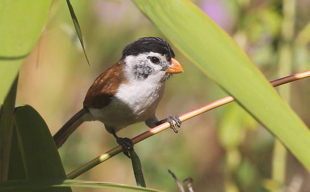 Parrotbills are always popular with birders. This stunning Black-headed was photographed at Ta Nung in Southern Vietnam and is another highly range-restricted species that can be found in the country (Photo: János Oláh)