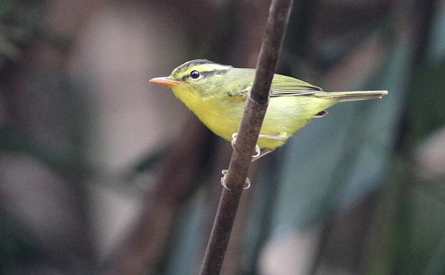 Limestone Warbler was only recently recognised as being distinct from Sulphur-breasted Warbler. It has a very restricted range but is one of a multitude of warblers that could be encountered at Cuc Phuong. This individual was photographed at Phong Nha (Photo: János Oláh)