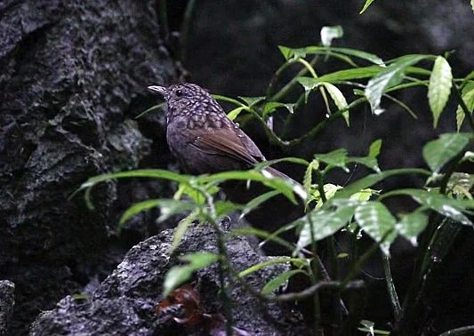 Limestone Wren-babbler at Cuc Phuong (Photo by OBC Council Member Tony Sawbridge)