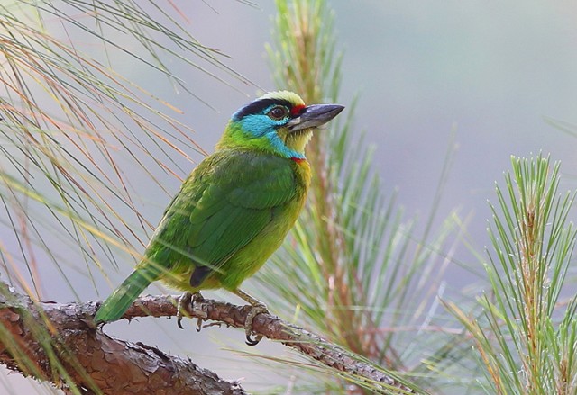 Black-browed Barbet is widespread in South-East Asia but the Indochinese subspecies is distinct and also known as Annam Barbet. This individual was photographed at Da Lat by Birdquest tour guide János Oláh. Birdquest is a proud corporate sponsor of the Oriental Bird Club — many thanks to János for providing photos for this article.