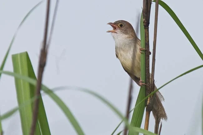 Jerdon’s Babbler, Myanmar © Robert Tizard / WCS
