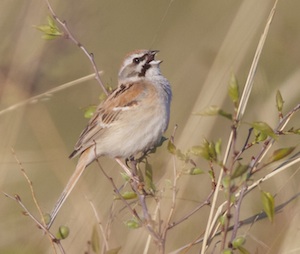 Jankowski’s (Rufous-backed) Bunting, photographed at one of the newly discovered grassland sites. Photo (c) Terry Townshend