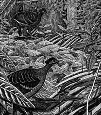 Moluccan Megapodes Bulletin 15 cover (Craig Robson)