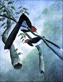 Red-faced Malkoha © Lester Perera