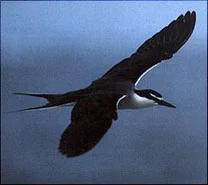 Bridled Tern © Tony Palliser