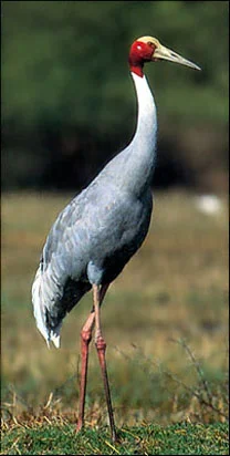 Sarus Crane © Patrick Bierens