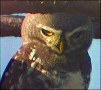 Forest Owlet © D. Abbott and P. Rasmussen