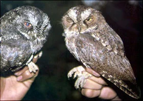 Sangihe Scops Owls © Jon Riley