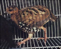 Chestnut-headed Partridge Arborophila (cambodiana) cambodiana © Colin Poole