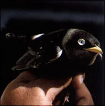 White-eyed River-Martin © H.E. McClure