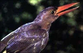 Ruddy Kingfisher © Jon Riley