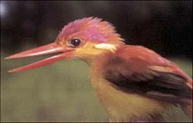 Oriental Dwarf Kingfisher © Jon Riley