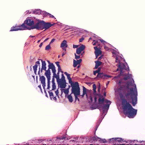 Orange-necked Partridge © Vo Quy