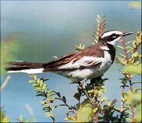 Mekong Wagtail © Pete Davidson
