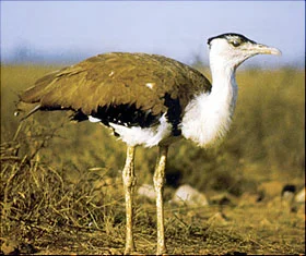 Indian Bustard, male © Asad Rhamani