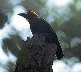 Bornean Bristlehead, © Chris Artuso
