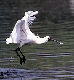 Black-faced Spoonbill © Martin Hale