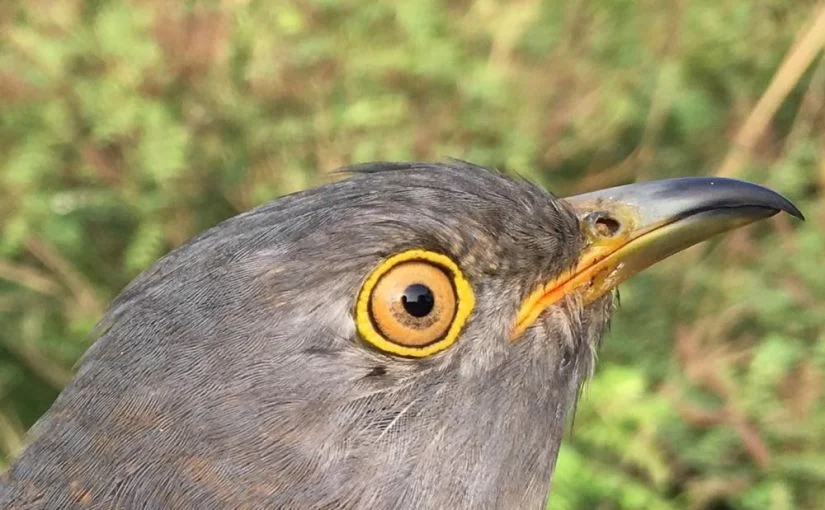 Flappy-24-may-2016-close-up1.jpg