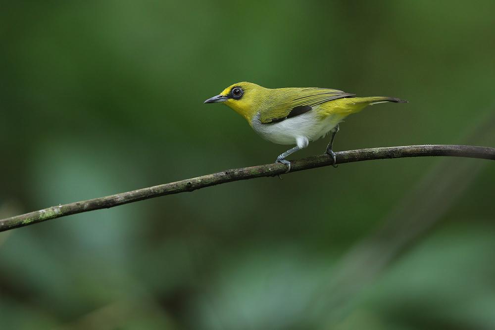 Black-ringed White-eye