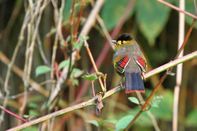 Bugun Liocichla