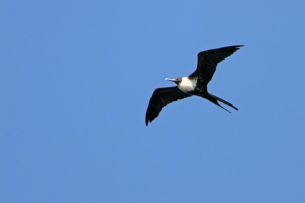 Lesser Frigatebird