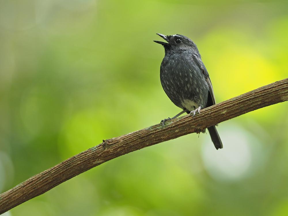 Damar Flycatcher