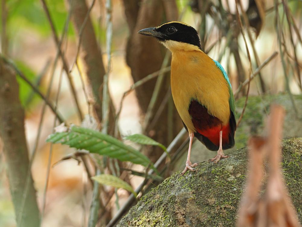 Elegant Pitta