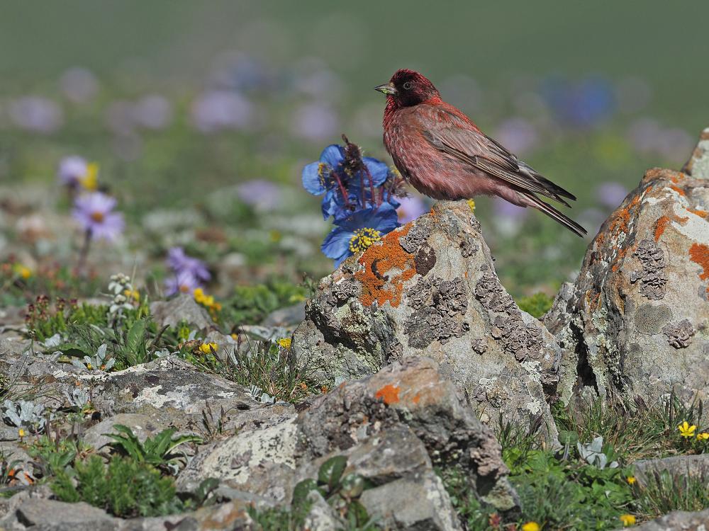 Tibetan Rosefinch