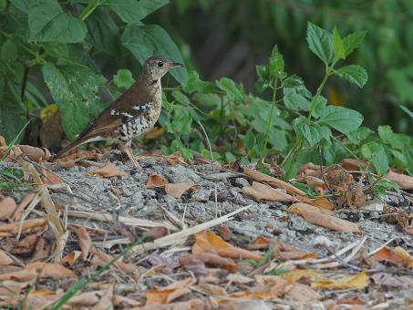 Fawn-breasted Thrush