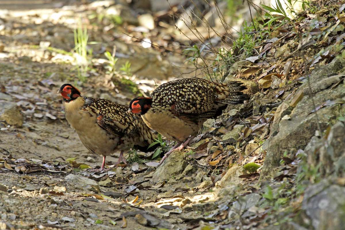 Cabot's Tragopan