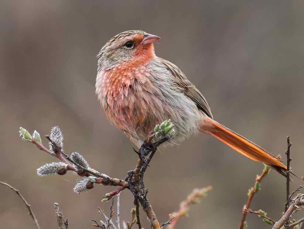 Pink-tailed Bunting