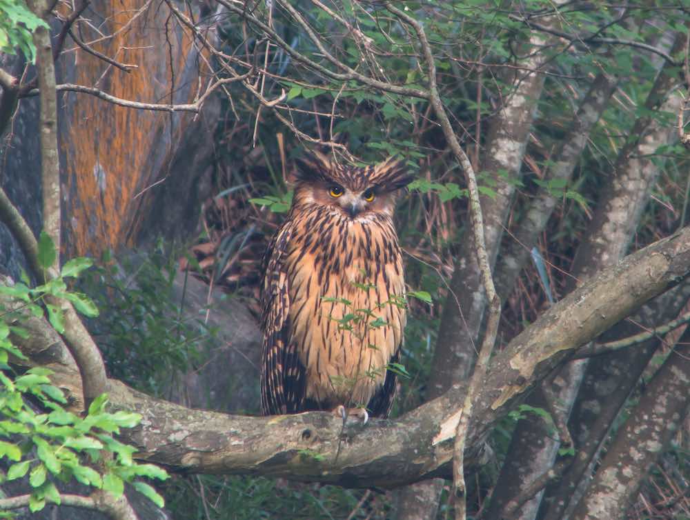 Tawny Fish-owl