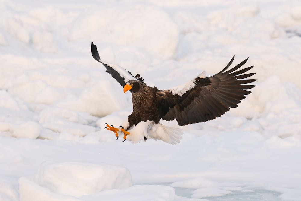 Steller's Sea-eagle