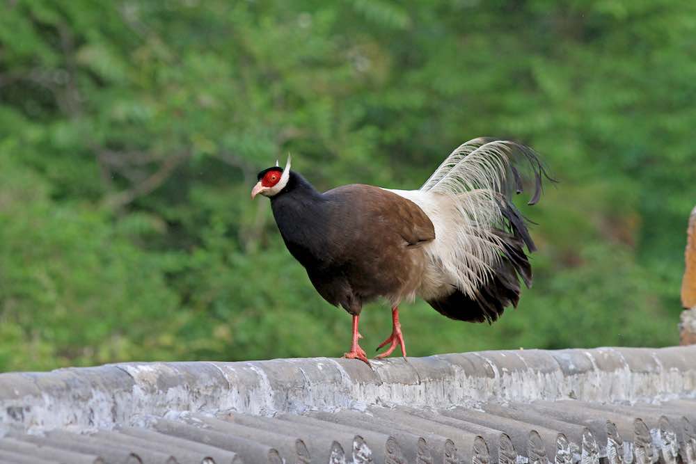 Brown-eared Pheasant