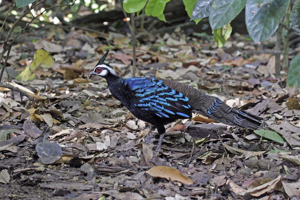 Palawan Peacock-pheasant